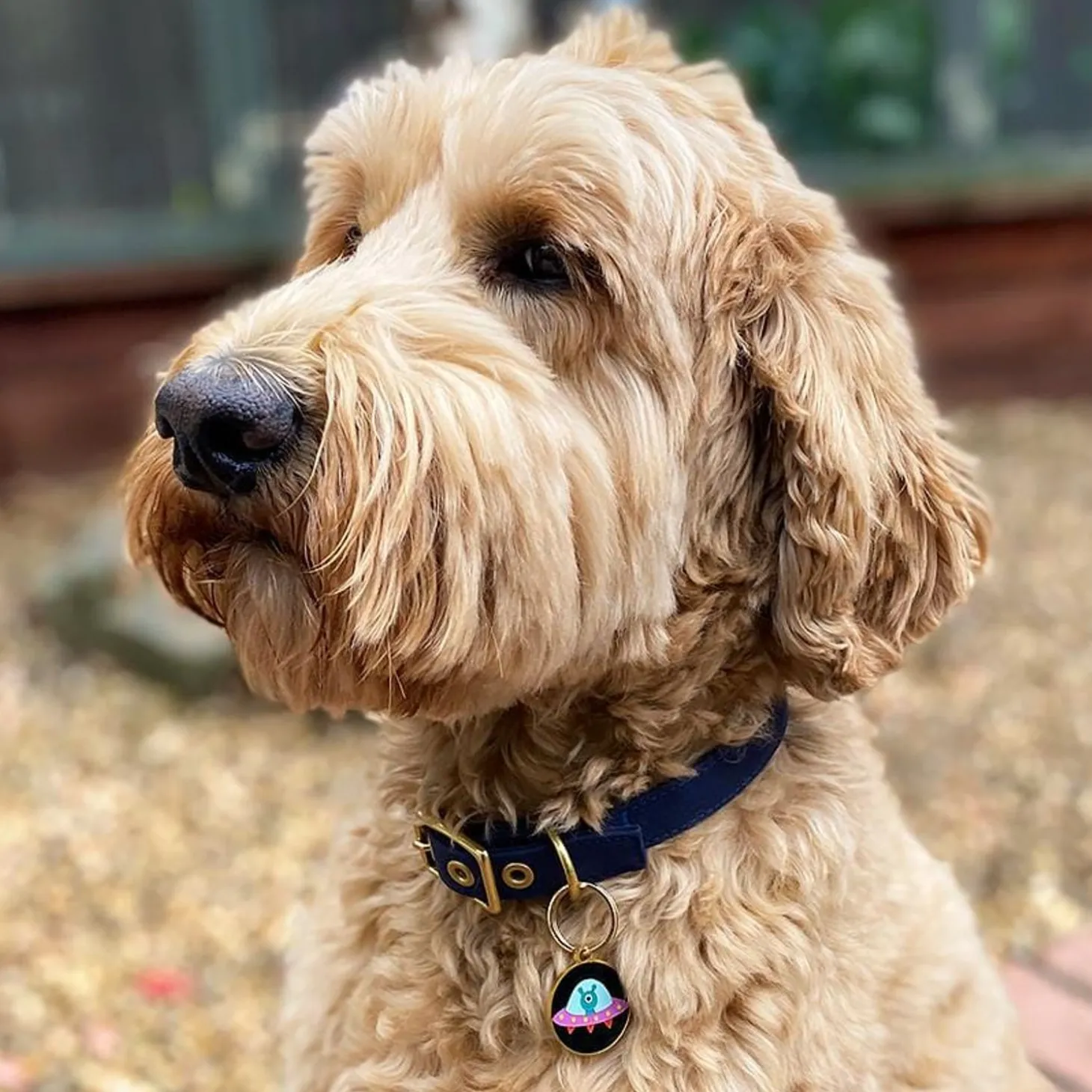Close Encounter Enamel Pet Charm